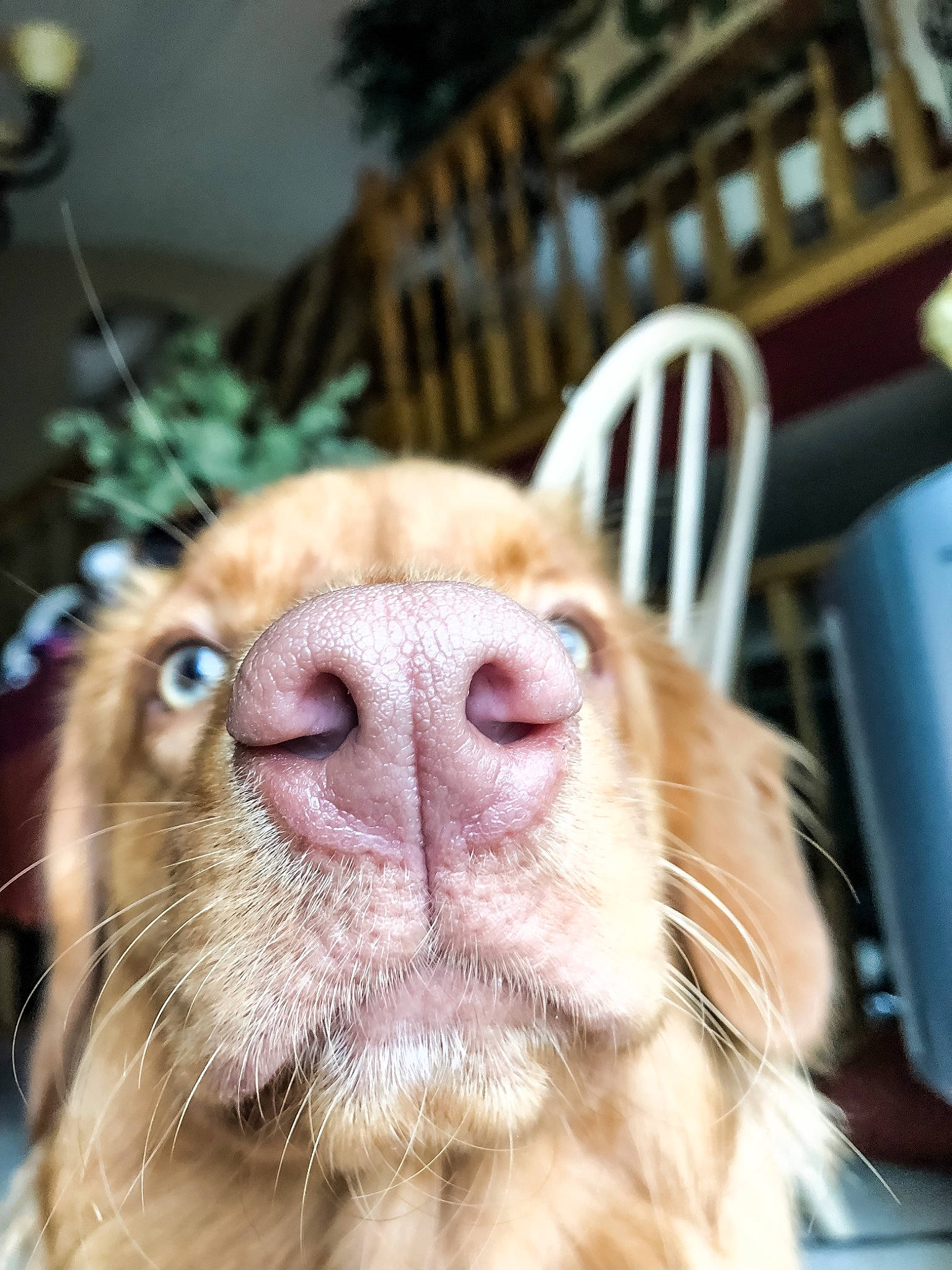 Liv is registered to the contest to win money with this photo: canidae, carnivore, close_up, companion_dog, dog, dog_breed, ear, eye, fur, golden_retriever, mammal, mouth, nose, nova_scotia_duck_tolling_retriever, retriever, smile, snout, sporting_group, vertebrate, whiskers