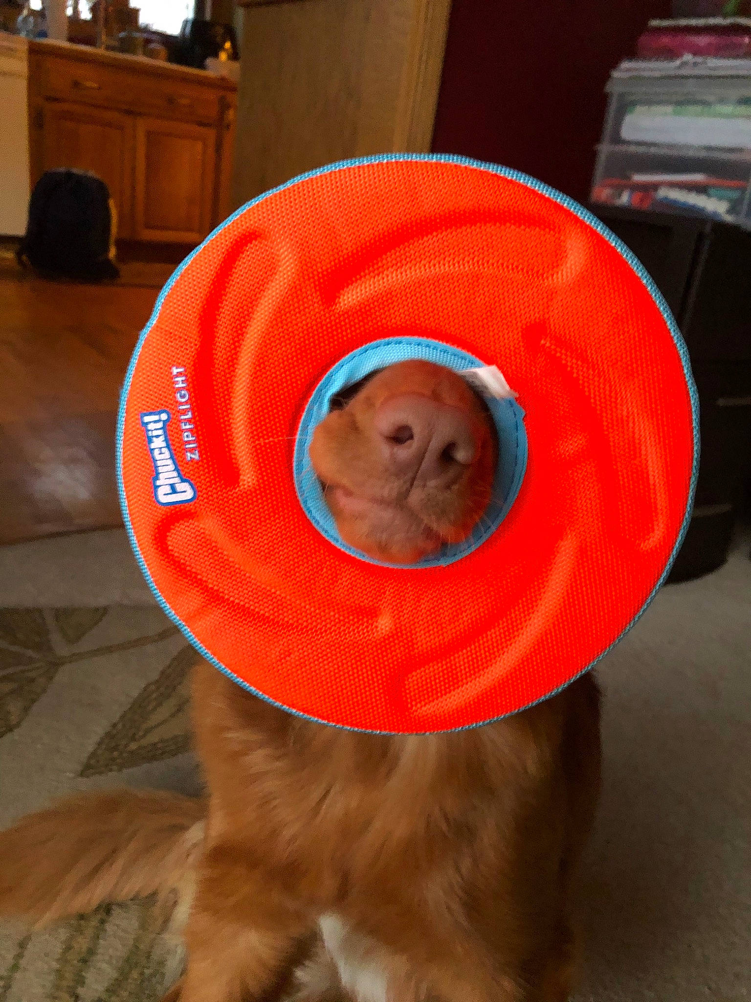 Liv joined the competition — help win amazing prizes! canidae, circle, hat, headgear, orange, red, sporting_group, sun_hat