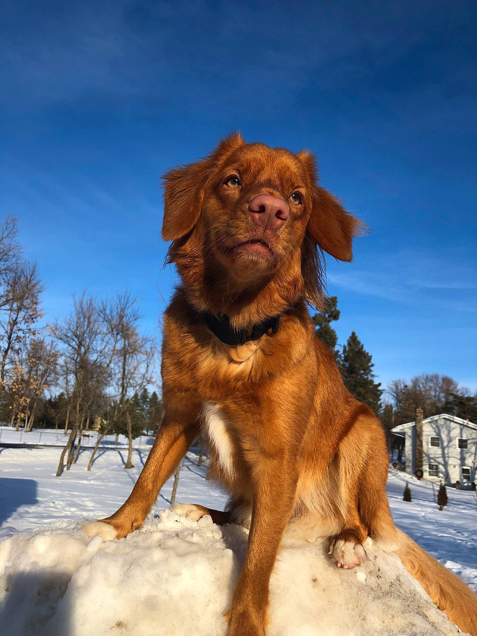 Liv is registered to the contest to win money with this photo: canidae, carnivore, companion_dog, dog, dog_breed, fawn, liver, mammal, nova_scotia_duck_tolling_retriever, retriever, setter, snow, spaniel, sporting_group, vertebrate, winter