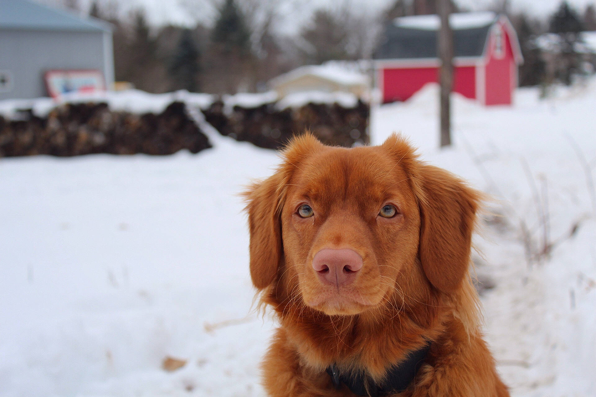 Liv is registered to the contest to win money with this photo: canidae, carnivore, companion_dog, dog, dog_breed, fur, liver, mammal, nova_scotia_duck_tolling_retriever, retriever, snout, snow, sporting_group, vertebrate