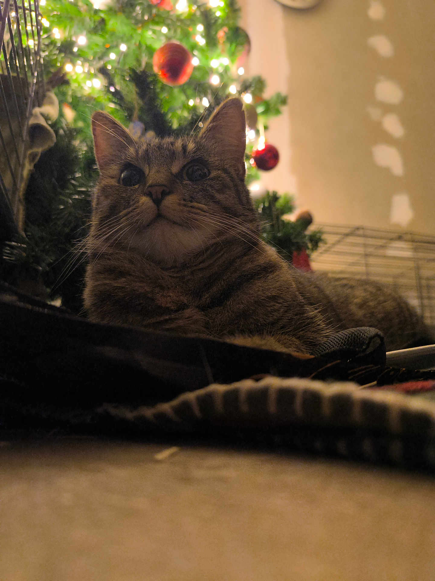 Gordy participe au concours pour gagner de l'argent avec cette photo : cat, tabby, christmas_tree, ornaments, lights, holiday, festive, indoor, pet, animal, feline, whiskers, curious, cozy, floor, decoration, greenery, relaxed, background, close_up