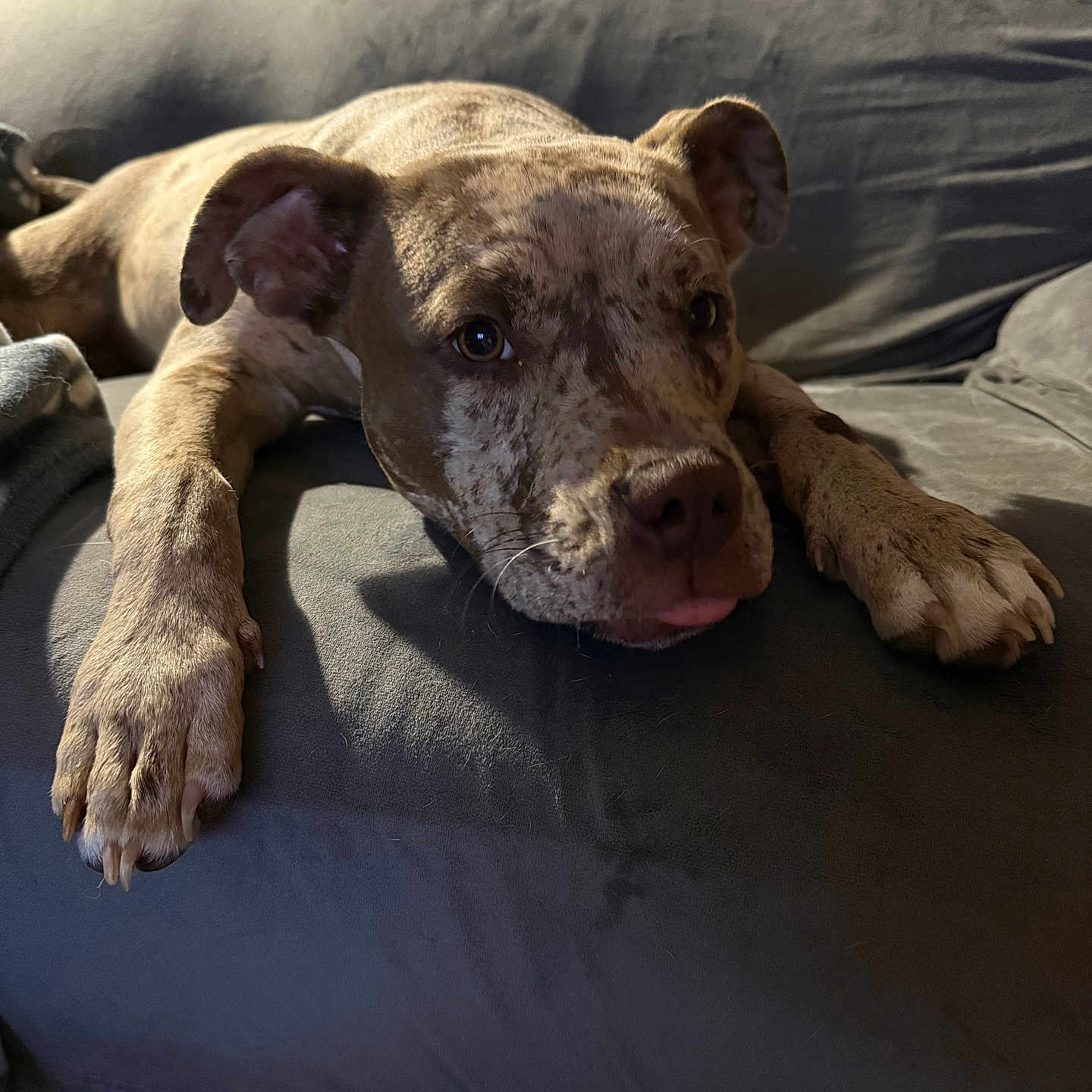 Alya participe au concours pour gagner de l'argent avec cette photo : dog, puppy, pit_bull, brown_dog, brindle, lying_down, couch, sofa, indoor, pet, animal, close_up, portrait, paws, floppy_ears, short_hair, sleepy, relaxed, sunlight, home