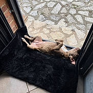Alya a rejoint le concours — aidez-le/la à gagner de superbes lots ! dog, pet, animal, lying_down, belly_up, relaxed, sleeping, nap, blanket, black_blanket, window, mesh_screen, indoor, home, brick_wall, tile_floor, sunlight, brown_dog, floppy_ears, funny_pose