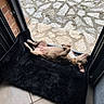 dog, pet, animal, lying_down, belly_up, relaxed, sleeping, nap, blanket, black_blanket, window, mesh_screen, indoor, home, brick_wall, tile_floor, sunlight, brown_dog, floppy_ears, funny_pose