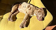 Alya a rejoint le concours — aidez-le/la à gagner de superbes lots ! dog, sleeping, nap, chair, yellow_chair, sunlight, shadow, patio, tile_floor, outdoor, speckled_coat, short_hair, relaxed, lying_down, pet, animal, furniture, sunny, portrait, peaceful