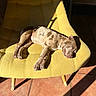 dog, sleeping, nap, chair, yellow_chair, sunlight, shadow, patio, tile_floor, outdoor, speckled_coat, short_hair, relaxed, lying_down, pet, animal, furniture, sunny, portrait, peaceful