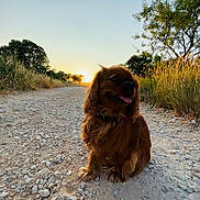 Tartine participe au concours pour gagner de l'argent avec cette photo : dog, brown_dog, sunset, outdoor, path, rocks, grass, trees, nature, happy, tongue_out, fluffy, canine, pet, sunlight, sky, field, sitting, animal, landscape