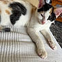 Cream And Cookie is registered to the contest to win money with this photo: kitten, calico, cat, sleepy, white_blanket, beige_couch, indoor, furniture, person, relaxing, blurred_background, paw, ears, face, pet, resting, cozy, living_room, home, domestic_animal
