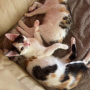 Cream And Cookie is registered to the contest to win money with this photo: cat, kitten, calico, feline, pet, sleeping, awake, curious, blanket, couch, leather, fur, paw, whiskers, ears, nose, cozy, resting, indoor, animal