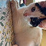 Cream And Cookie is registered to the contest to win money with this photo: cat, kitten, calico, fur, whiskers, paw, curious, indoor, window, blinds, floral_pattern, closeup, pet, animal, cute, young, soft_light, resting, looking, domestic