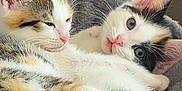 Cream And Cookie joined the competition — help win amazing prizes! cat, kitten, calico, feline, pet, animal, snuggling, cozy, bed, fluffy, sleepy, curious, ears, whiskers, tail, indoor, resting, cute, soft, domestic
