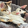 cat, kitten, calico, feline, pet, animal, snuggling, cozy, bed, fluffy, sleepy, curious, ears, whiskers, tail, indoor, resting, cute, soft, domestic