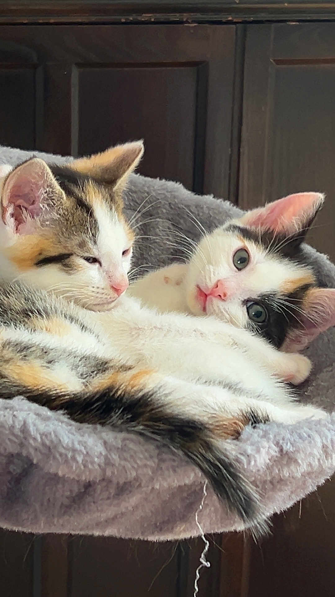 Cream And Cookie joined the competition — help win amazing prizes! cat, kitten, calico, feline, pet, animal, snuggling, cozy, bed, fluffy, sleepy, curious, ears, whiskers, tail, indoor, resting, cute, soft, domestic
