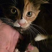 Rosie joined the competition — help win amazing prizes! animal, calico, cat, close_up, curious, cute, domestic, face, feline, fur, green_eyes, hand, indoor, interaction, kitten, paw, pet, soft, touch, whiskers