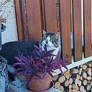 Billy participe au concours pour gagner de l'argent avec cette photo : animal, cat, concrete_ledge, curious, daylight, eyes, firewood, fur, greenery, nature, outdoor, pet, plant, potted_plant, purple_leaves, resting, tabby, texture, whiskers, wooden_fence