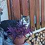 animal, cat, concrete_ledge, curious, daylight, eyes, firewood, fur, greenery, nature, outdoor, pet, plant, potted_plant, purple_leaves, resting, tabby, texture, whiskers, wooden_fence