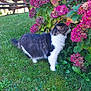 Billy participe au concours pour gagner de l'argent avec cette photo : animal, bush, cat, daylight, feline, flower, garden, grass, greenery, house, leaf, nature, outdoor, pet, pink_flower, plant, sniffing, tuxedo_cat, window, wooden_table