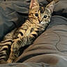 cat, kitten, tabby, animal, pet, feline, bed, blanket, bedroom, indoor, lying_down, relaxed, striped_fur, whiskers, ears, eyes, cute, portrait, cozy, photography