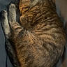 Megumi is registered to the contest to win money with this photo: cat, tabby_cat, sleeping,  curled_up, pet, furry, striped_fur, whiskers, ears, paws, tail, animal, indoors, blanket, bedding, cozy, resting, peaceful, close_up, portrait