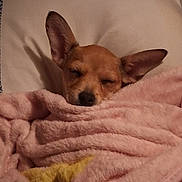 Missbella Youngker is registered to the contest to win money with this photo: dog, blanket, bed, pillow, sleeping, cozy, ears, fur, pet, indoor, cute, resting, snuggled, animal, comfort, relaxation, small_dog, brown_fur, face, closed_eyes