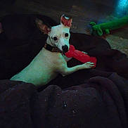 Abigail joined the competition — help win amazing prizes! animal, ball, canine, chihuahua, dog, face, head, indoors, nature, night, outdoors, person, pet, photography, portrait, puppy, sport, tennis, tennisball, whitedog