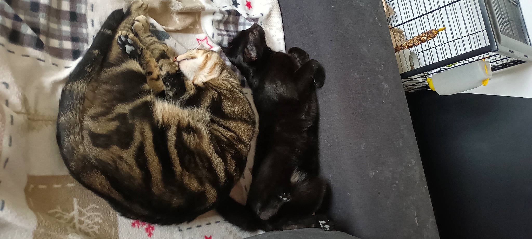 Rita a rejoint le concours — aidez-le/la à gagner de superbes lots ! carnivore, cat, claw, comfort, domestic_short_haired_cat, felidae, fur, mammal, paw, small_to_medium_sized_cats, snout, tail, terrestrial_animal, whiskers