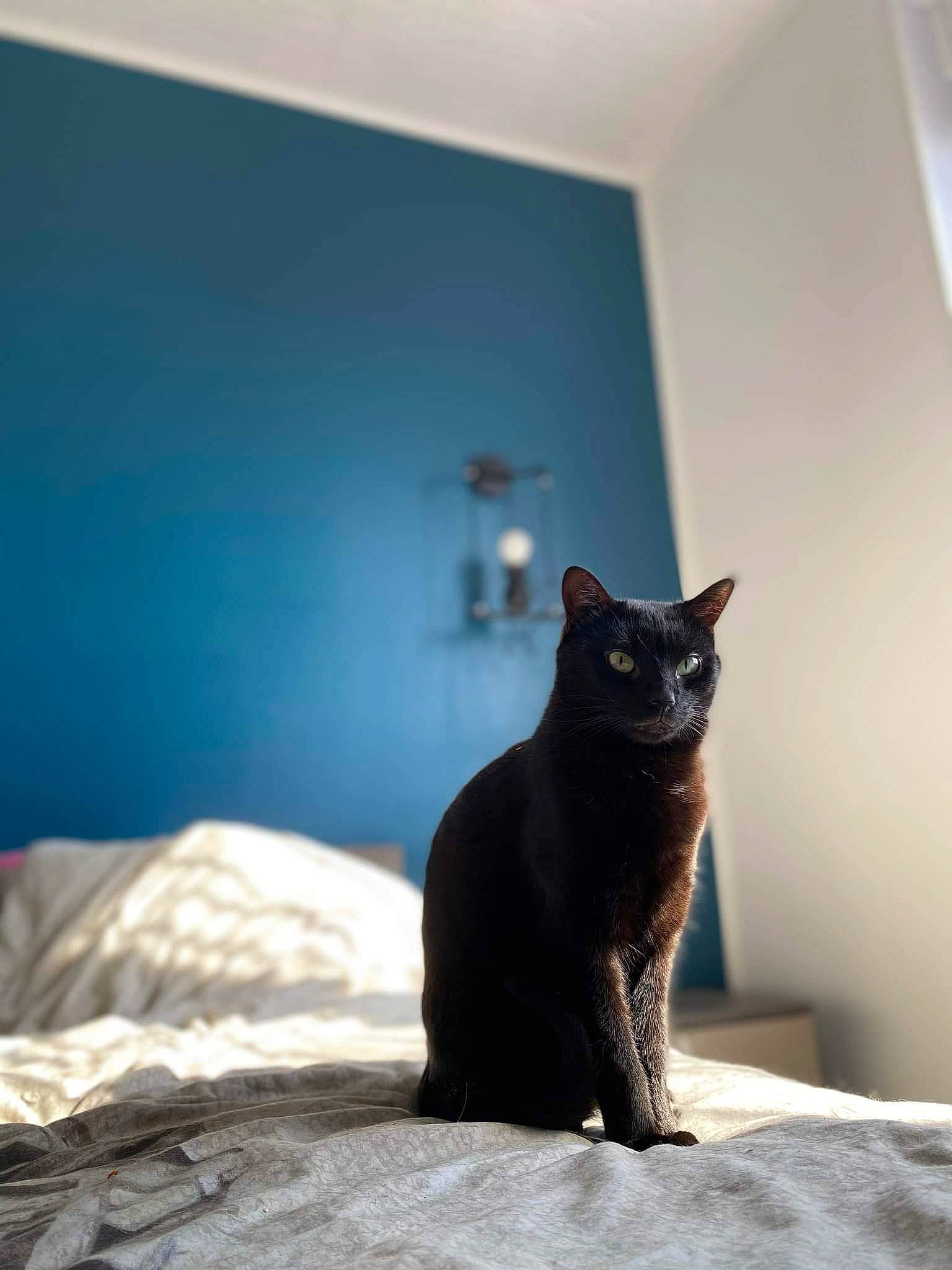 Rita a rejoint le concours — aidez-le/la à gagner de superbes lots ! black_cat, carnivore, cat, comfort, domestic_short_haired_cat, felidae, flooring, fur, grey, mammal, shadow, small_to_medium_sized_cats, snout, tail, tints_and_shades, tree, vertebrate, whiskers, window, wood