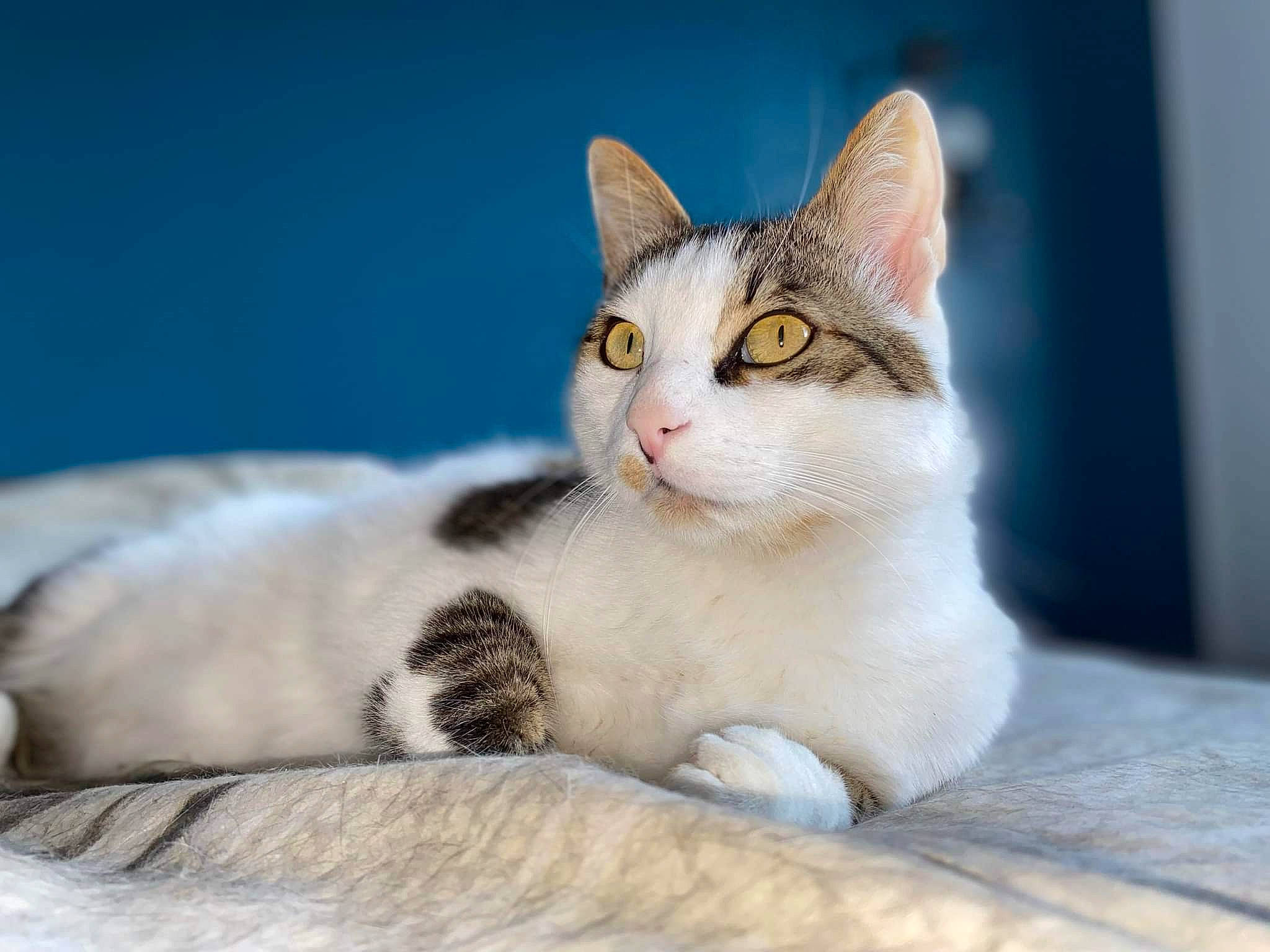 Noisette participe au concours pour gagner de l'argent avec cette photo : art, carnivore, cat, comfort, domestic_short_haired_cat, eye, felidae, fur, paw, sitting, small_to_medium_sized_cats, snout, tail, terrestrial_animal, whiskers