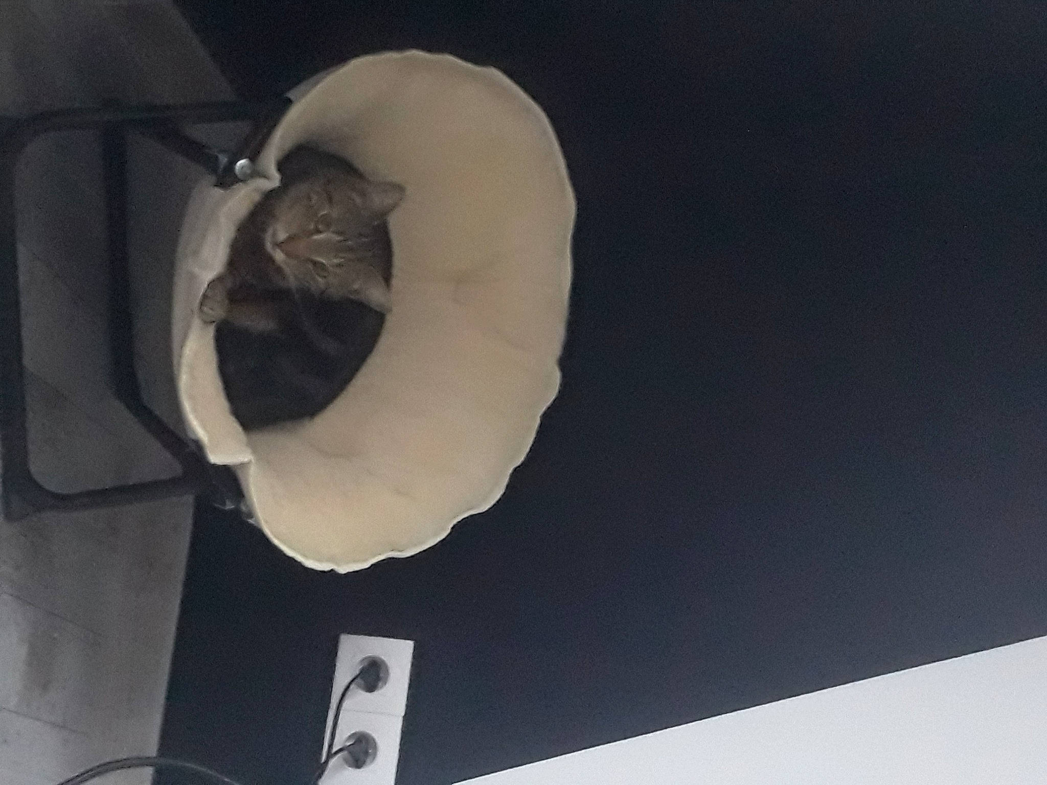 Ronron a rejoint le concours — aidez-le/la à gagner de superbes lots ! audio_equipment, automotive_design, cat, ceiling, circle, eyewear, felidae, font, gadget, light_fixture, monochrome, monochrome_photography, paper, paper_product, petal, plant, room, shadow, small_to_medium_sized_cats, still_life_photography