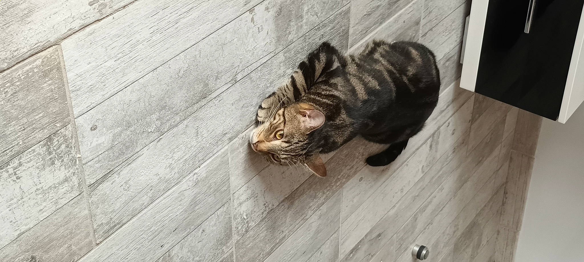 Ronron a rejoint le concours — aidez-le/la à gagner de superbes lots ! bengal_tiger, big_cats, carnivore, cat, dog_breed, eye, fawn, felidae, floor, flooring, grey, hardwood, siberian_tiger, small_to_medium_sized_cats, snout, tail, terrestrial_animal, tiger, whiskers, wood