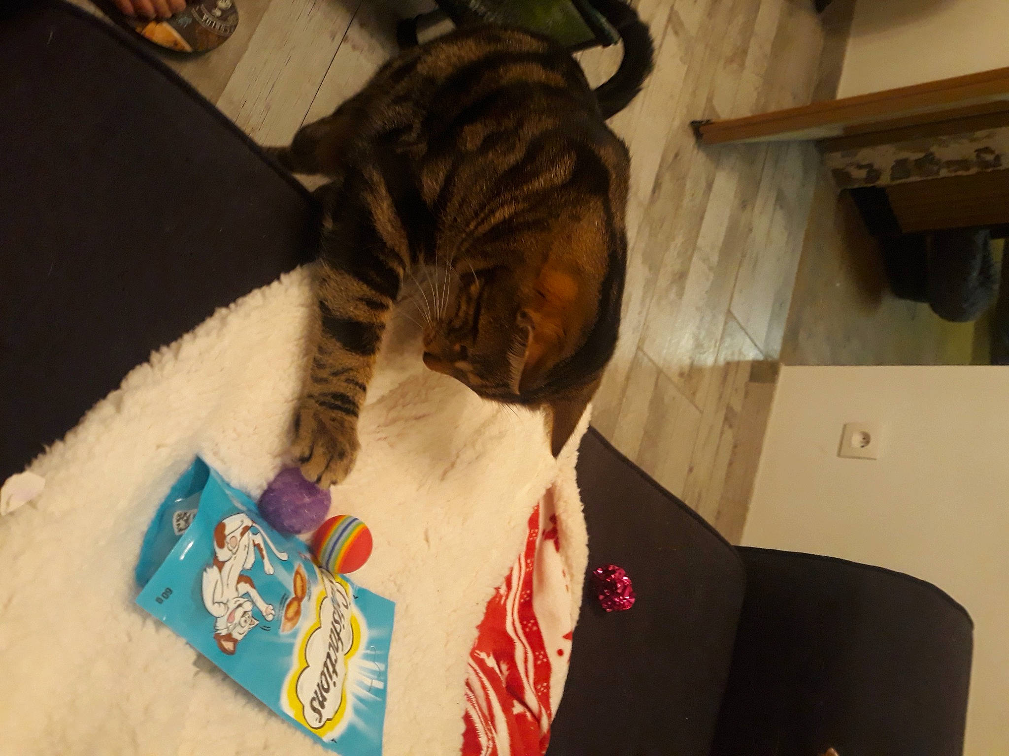 Ronron participe au concours pour gagner de l'argent avec cette photo : beard, canidae, carnivore, cat, domestic_short_haired_cat, ear, felidae, flesh, fur, moustache, personal_protective_equipment, room, sleeve, small_to_medium_sized_cats, snout, sporting_group, suit, t_shirt, tail, whiskers