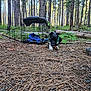Dark Vader is registered to the contest to win money with this photo: dog, pine_cone, forest, trees, wire_crate, blanket, jacket, pine_needles, ground, greenery, outdoor, nature, animal, pet, leaves, metal_bowl, extension_cord, daylight, playful, canine