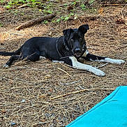 Dark Vader is registered to the contest to win money with this photo: dog, black_dog, forest_floor, pine_needles, outdoor, nature, tree_trunk, green_leaves, animal, pet, lying_down, curious, woodland, twig, natural_light, canine, relaxed, daylight, ground_cover, blue_fabric