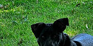 Dark Vader is registered to the contest to win money with this photo: dog, black_dog, white_fur, grass, outdoor, sunlight, toy, pet, canine, happy, lying_down, nature, animal, playful, collar, leash, ears, mouth_open, greenery, daytime