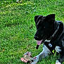 Dark Vader is registered to the contest to win money with this photo: dog, black_dog, white_paws, harness, stuffed_toy, grass, outdoor, tongue_out, pet, playing, sunlight, greenery, animal, canine, leaves, relaxed, nature, summer, toy, companion