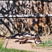 Lucy joined the competition — help win amazing prizes! dog, sunlight, fence, garden, grass, outdoor, napping, pet, backyard, wood, path, shadow, daytime, two_dogs, collar, relaxing, nature, animal, summer, peaceful