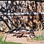 dog, sunlight, fence, garden, grass, outdoor, napping, pet, backyard, wood, path, shadow, daytime, two_dogs, collar, relaxing, nature, animal, summer, peaceful