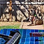Lucy is registered to the contest to win money with this photo: dog, backyard, wooden_fence, shadow, sunlight, patio, grass, outdoor, relaxing, two_animals, brown_dog, black_dog, collar, sunny, daytime, table, striped, blurred_foreground, nature, animals
