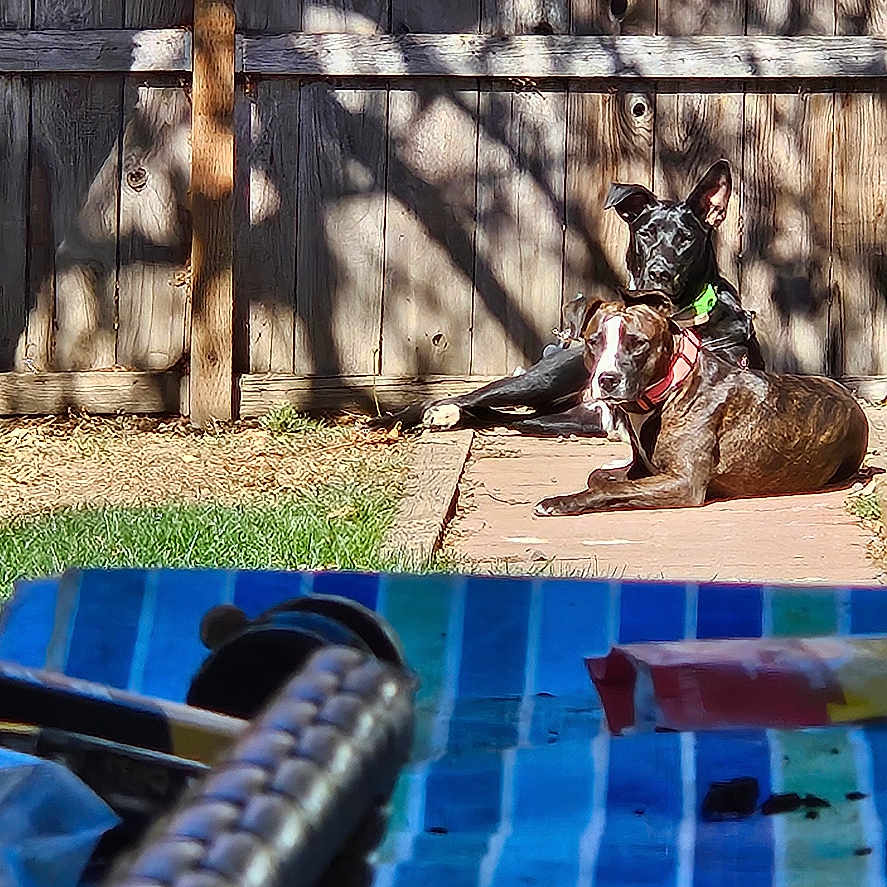 Lucy is registered to the contest to win money with this photo: animals, backyard, black_dog, blurred_foreground, brown_dog, collar, daytime, dog, grass, nature, outdoor, patio, relaxing, shadow, striped, sunlight, sunny, table, two_animals, wooden_fence