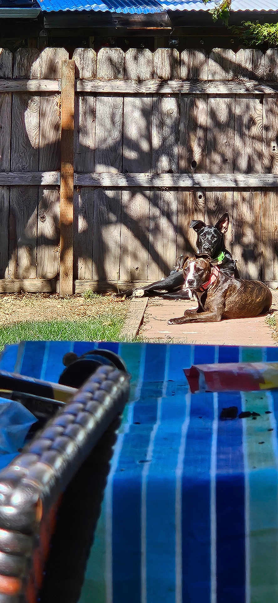 Lucy is registered to the contest to win money with this photo: dog, backyard, wooden_fence, shadow, sunlight, patio, grass, outdoor, relaxing, two_animals, brown_dog, black_dog, collar, sunny, daytime, table, striped, blurred_foreground, nature, animals