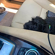 Draco is registered to the contest to win money with this photo: dog, black_dog, car_interior, car_seat, seat_leather, car_console, control_knob, purse, pet, animal, curious, resting, transportation, vehicle, dashboard, closeup, indoor, leather, seat, cable