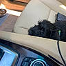 dog, black_dog, car_interior, car_seat, seat_leather, car_console, control_knob, purse, pet, animal, curious, resting, transportation, vehicle, dashboard, closeup, indoor, leather, seat, cable