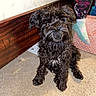 dog, black_dog, carpet, bed_frame, indoor, pet, sitting, fur, animal, cute, small_dog, colorful_sock, footwear, wood, floor, furniture, cozy, companion, household, portrait
