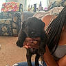 Draco is registered to the contest to win money with this photo: puppy, dog, black_dog, person, hand, braided_hair, ripped_jeans, shoe, carpet, armchair, quilt, living_room, window, curtain, table, bottle, indoor, holding, cute, pet
