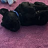 Draco joined the competition — help win amazing prizes! puppy, dog, black_dog, collar, toy, stuffed_toy, blanket, purple_blanket, lying_down, pet, cute, indoor, cozy, playful, fur, animal, sleeping, soft_toy, resting, home