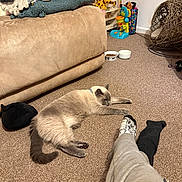 Luna is registered to the contest to win money with this photo: animal, blankets, carpet, casual, cat, couch, cozy, floor, footwear, furniture, home, indoor, living_room, person, pet_food_bowl, plush, relaxing, socks, stretching, toy