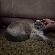 Luna joined the competition — help win amazing prizes! cat, pet, carpet, couch, indoor, animal, feline, gray_cat, white_fur, relaxed, lying_down, tattoo, hand, cozy, domestic, fur, paw, cute, resting, home