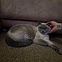 cat, pet, carpet, couch, indoor, animal, feline, gray_cat, white_fur, relaxed, lying_down, tattoo, hand, cozy, domestic, fur, paw, cute, resting, home