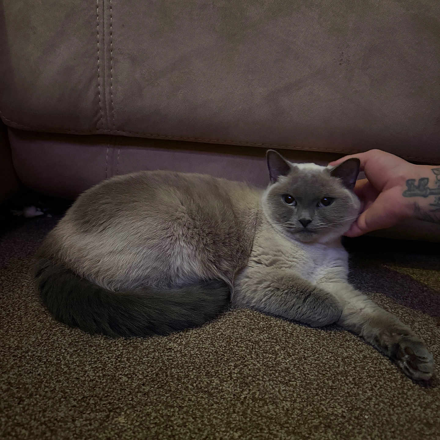 Luna joined the competition — help win amazing prizes! animal, carpet, cat, couch, cozy, cute, domestic, feline, fur, gray_cat, hand, home, indoor, lying_down, paw, pet, relaxed, resting, tattoo, white_fur