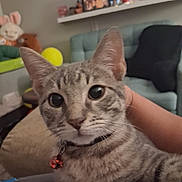 Tink Tink is registered to the contest to win money with this photo: animal, bell, cat, closeup, collar, curious, cute, ears, eyes, furniture, hand, indoor, living_room, person, pet, plush_toy, relaxed, sofa, tabby, whiskers